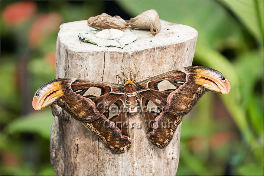 Attacus Atlas Moth -  the largest Moth in the World